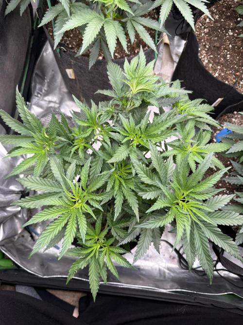 The Don Mega F1 v2 - Solfire. Week 5 - #2 top view, 37V