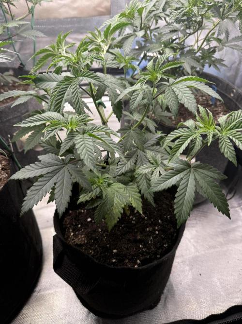 The Don Mega F1 v2 - Solfire. Week 5 - #4, 36V