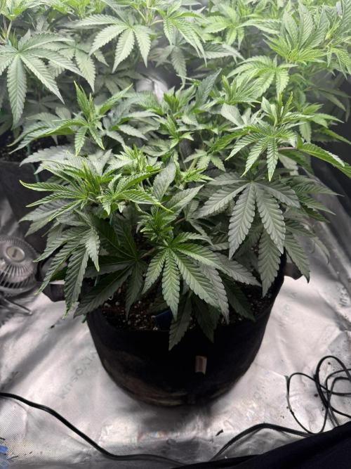Sour Situation - Solfire. Week 5 - #1, 41V