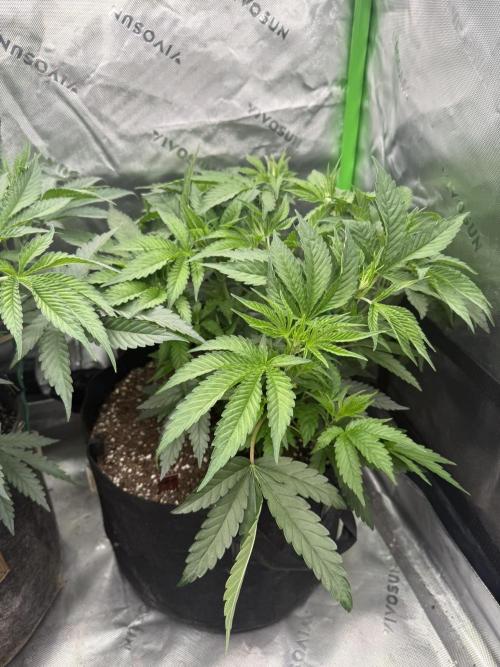 Sour Situation - Solfire. Week 5 - #2, 41V