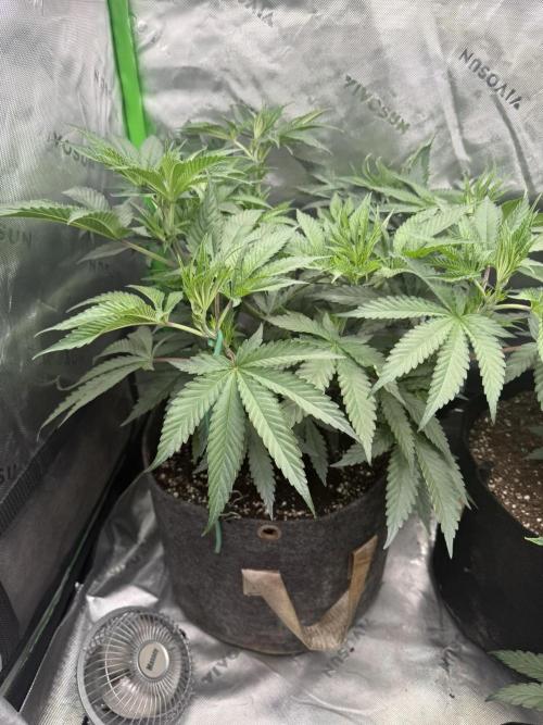 Sour Situation - Solfire. Week 5 - #3, 40V