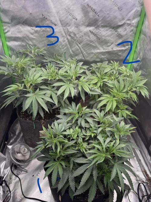 Sour Situation - Solfire. Week 5 - All three!