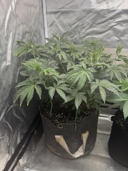 Pink Milk - Solfire. Week 5 - #1, 41V