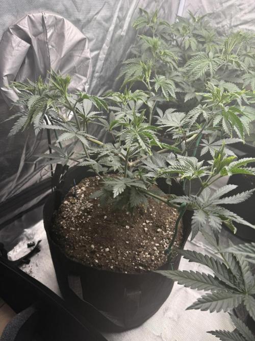 Pink Milk - Solfire. Week 5 - #2, 41V