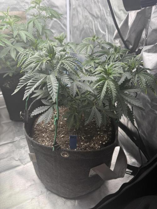 Pink Milk - Solfire. Week 5 - #3, 41V