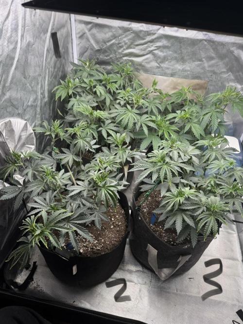 Pink Milk. Week 5