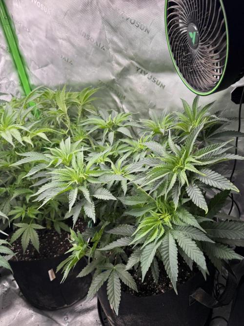 Sour Situation - Solfire. Week 6 - #1, 49V