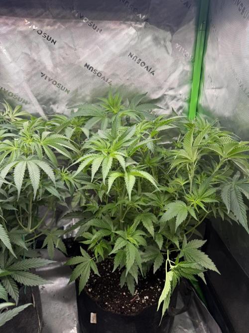 Sour Situation - Solfire. Week 6 - #2, 49V