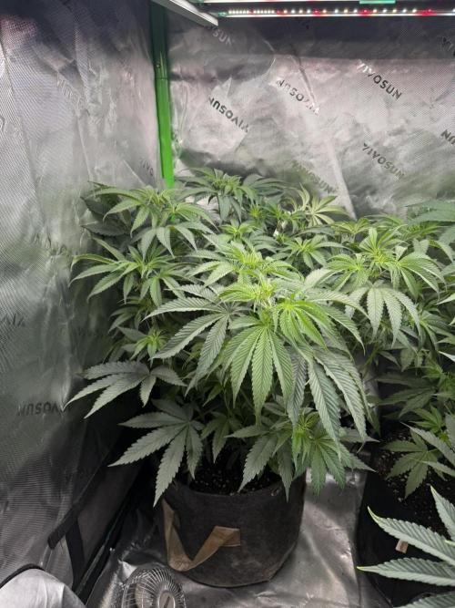 Sour Situation - Solfire. Week 6 - #3, 48V