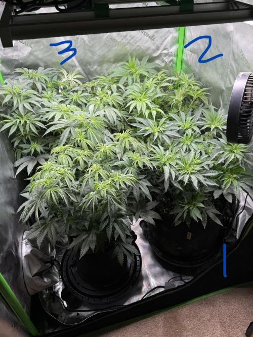 Sour Situation - Solfire. Week 6 - All three plus a Don Mega!