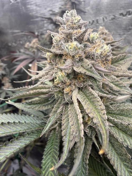 Sour Situation - Solfire. Week 15 - #3, 53F