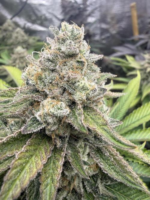 Sour Situation - Solfire. Week 15 - #2, 53F