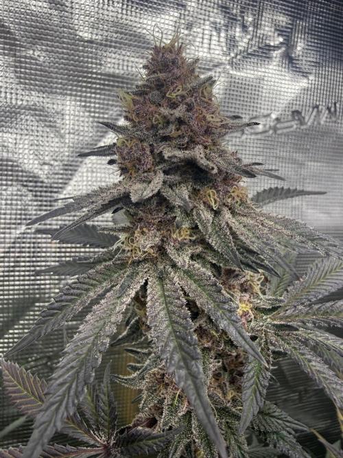 Pink Milk - Solfire. Week 14 - #1, 53F