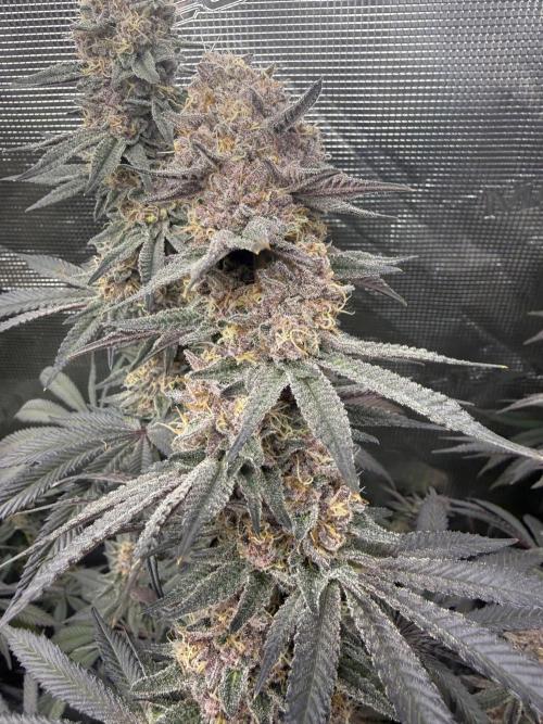 Pink Milk. Week 14