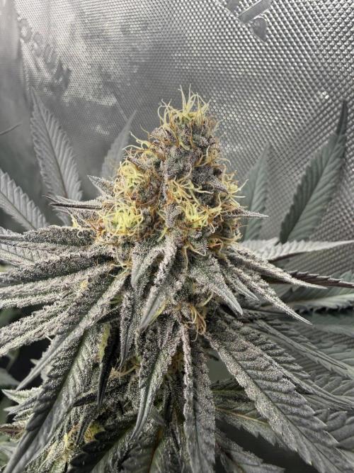 Pink Milk. Week 14