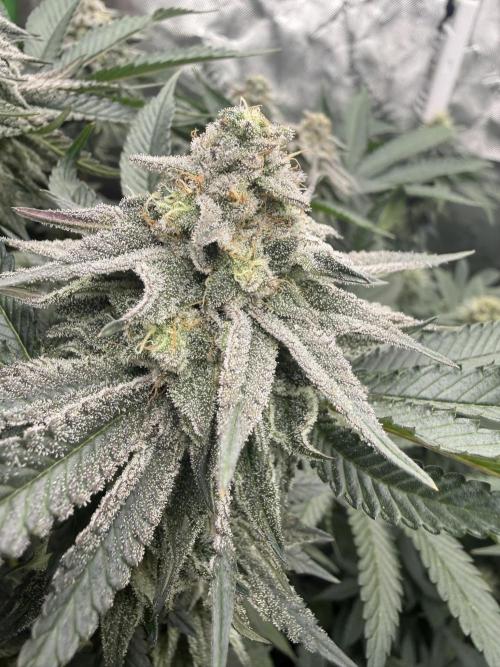 Sour Situation - Solfire. Week 15 - #3, 42F