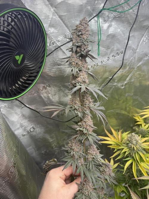Pink Milk - Solfire. Week 15 - #2 branch at harvest - insane stacking!
