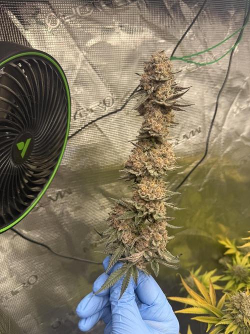Pink Milk - Solfire. Week 15 - #2 again