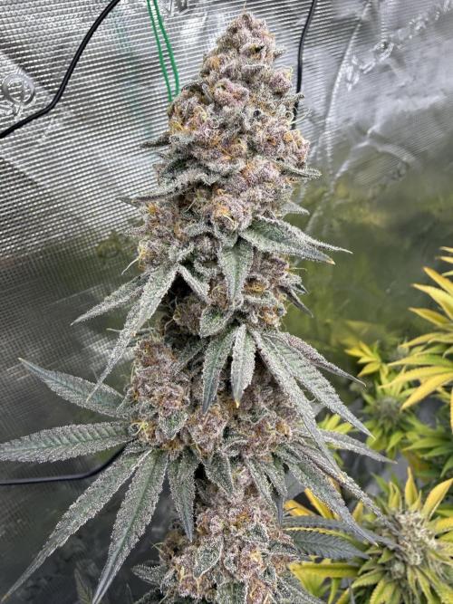 Pink Milk - Solfire. Week 15 - #2