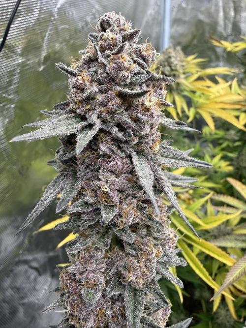 Pink Milk. Week 15
