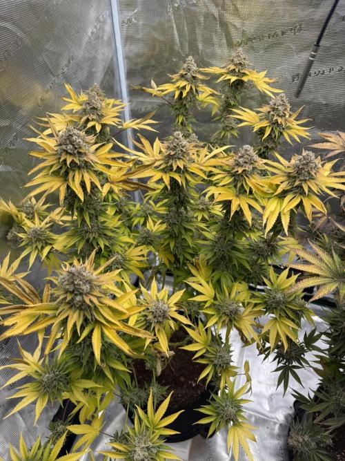 Sour Situation - Solfire. Week 16 - #2