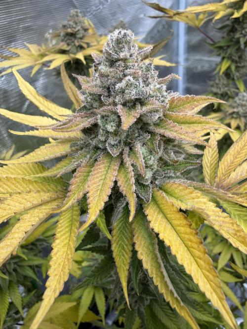 Sour Situation - Solfire. Week 16 - #2, 68F