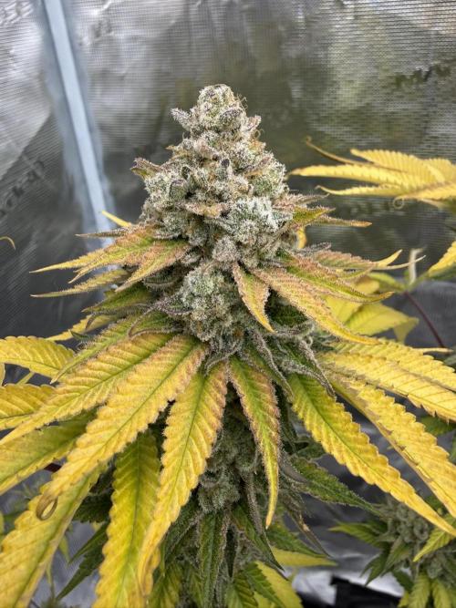 Sour Situation - Solfire. Week 16 - #2, 68F
