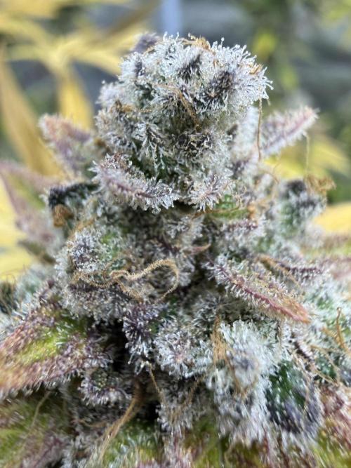 Sour Situation - Solfire. Week 16 - #2, 68F