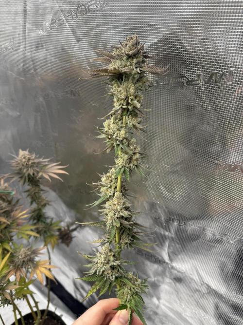 Sour Situation - Solfire. Week 16 - #3, 70F
