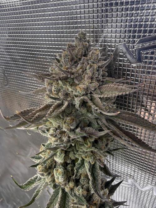 Sour Situation - Solfire. Week 16 - #3, 70F