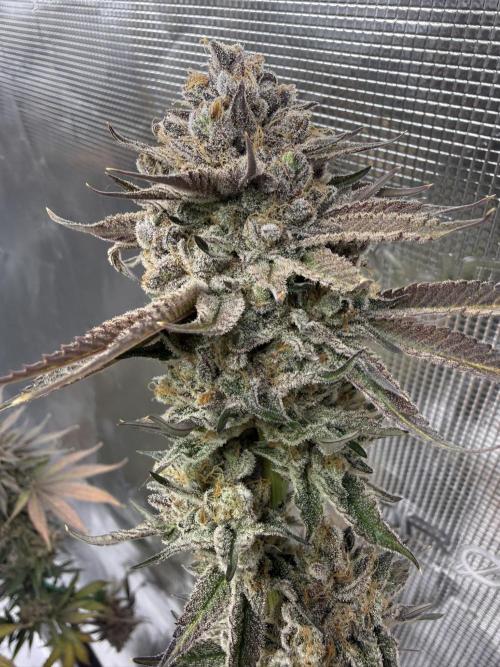 Sour Situation - Solfire. Week 16 - #3, 70F