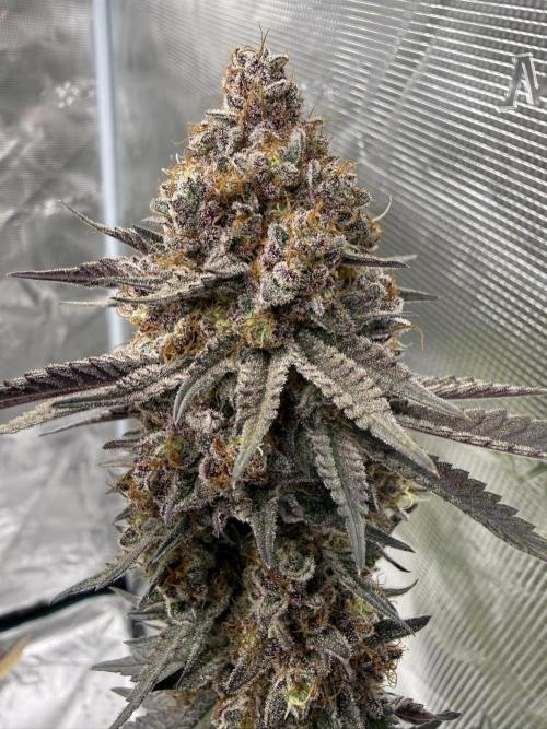 Pink Milk - Solfire. Week 15 - #3, 66F