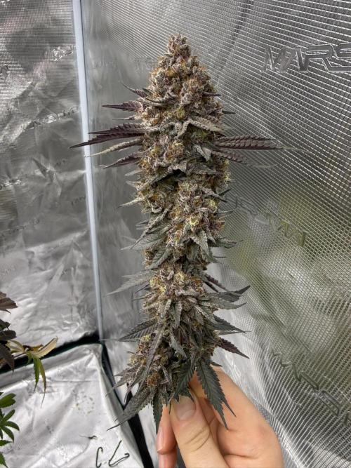 Pink Milk. Week 15