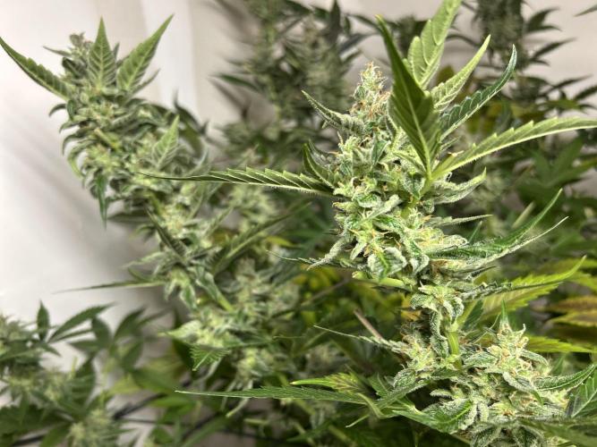 Legal Little Runt. Week 12 - Colas above scrog net just before trimming branches to dry on rack. 