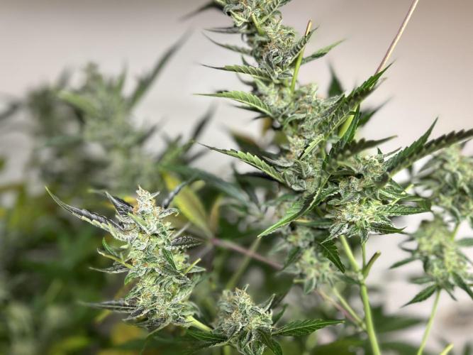 Legal Little Runt. Week 12 - Close up of cola after 3 days of darkness before cutting to hang dry. 