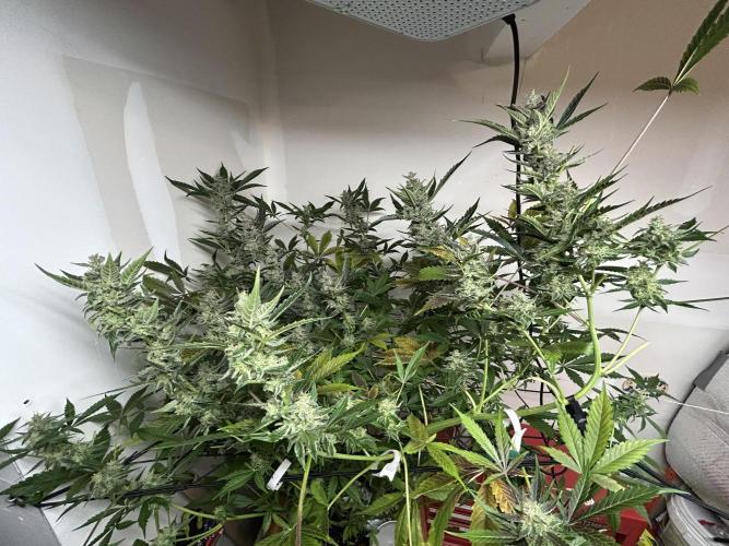 Legal Little Runt. Week 12 - Plant at 12 weeks prior to harvest 