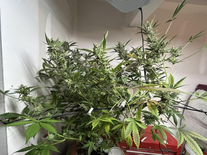 Legal Little Runt. Week 12