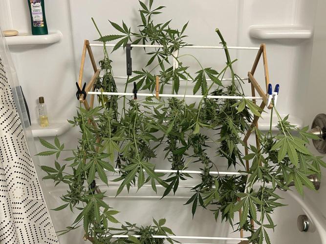 Legal Little Runt. Week 12 - Plant after removal of top tier colas to expose smaller buds below to more light