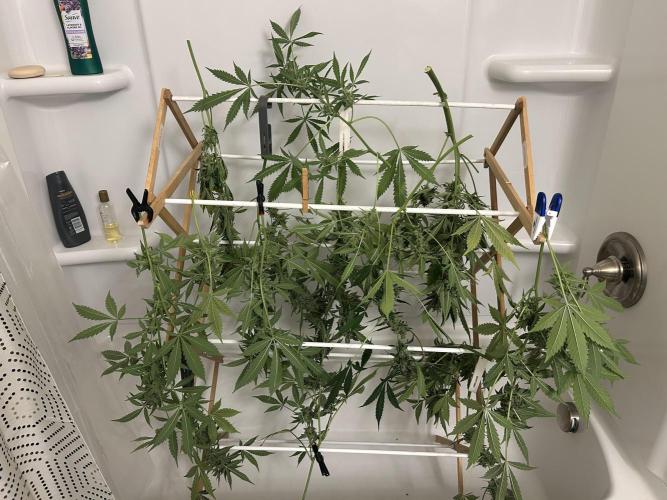 Legal Little Runt. Week 13 - Hanging to dry. 