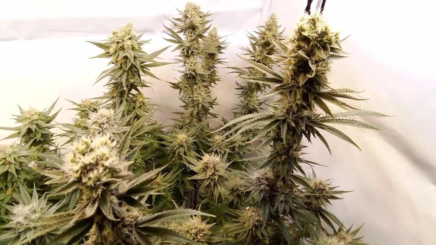 SOG run: Amnesia and Tangie clones!