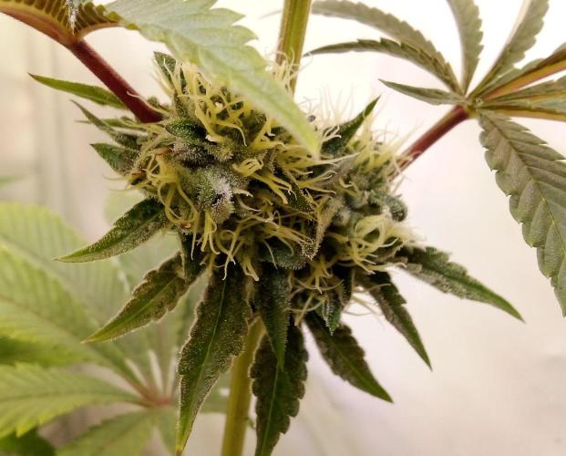 fruity winter. Week 6 - eyeballz close up