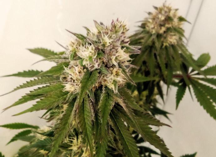 fruity winter. Week 6 - lemonpaya tops