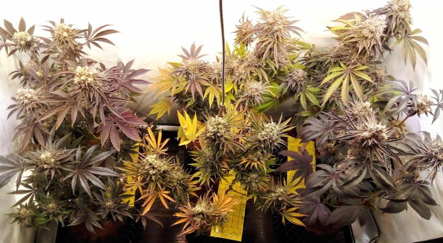 fruity winter. Week 9