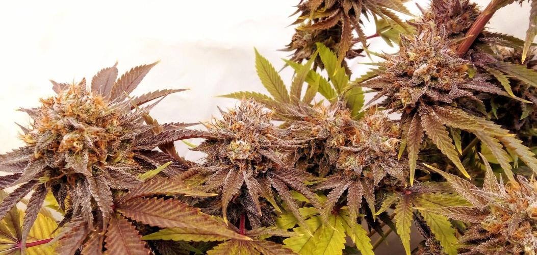 fruity winter. Week 9 - rainbow melon