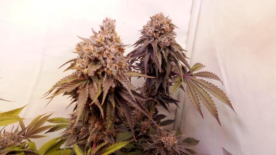 fruity winter. Week 9 - lemonpaya