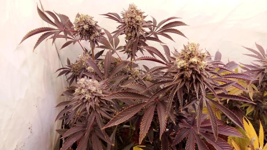 fruity winter. Week 9 - gorilla melon