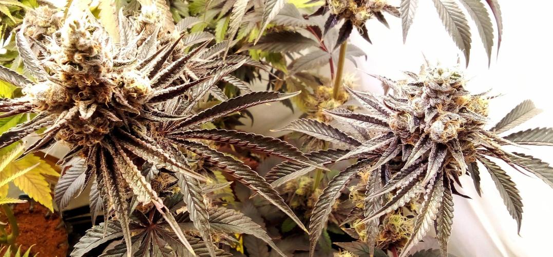 fruity winter. Week 9 - eyeballz