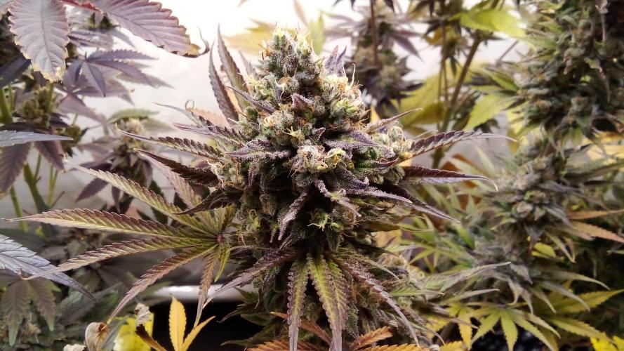 fruity winter. Week 9 - cinderella