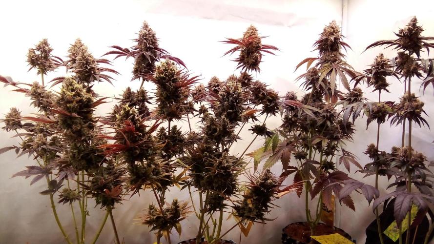 fruity winter. Week 10 - last picture before the harvest