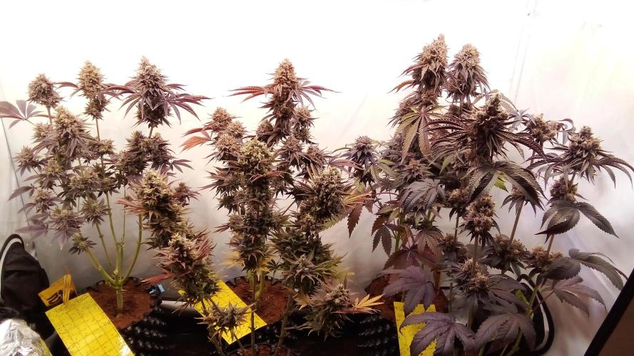 fruity winter. Week 10 - final day in the pots